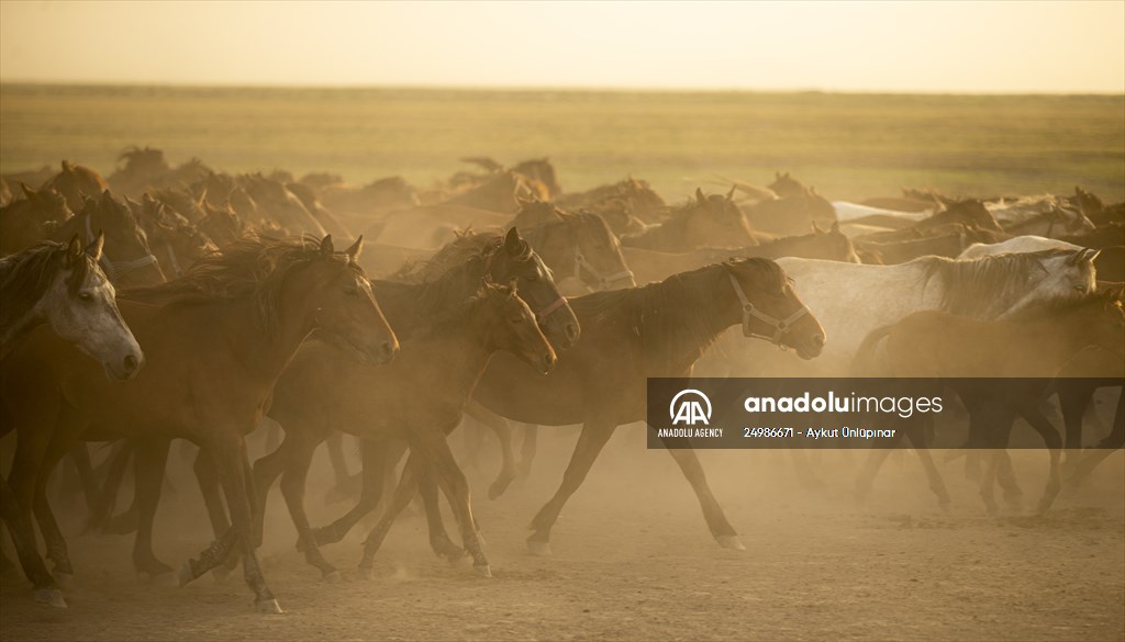 Wild horses in the foothills of Mount Erciyes​​​​​​​
