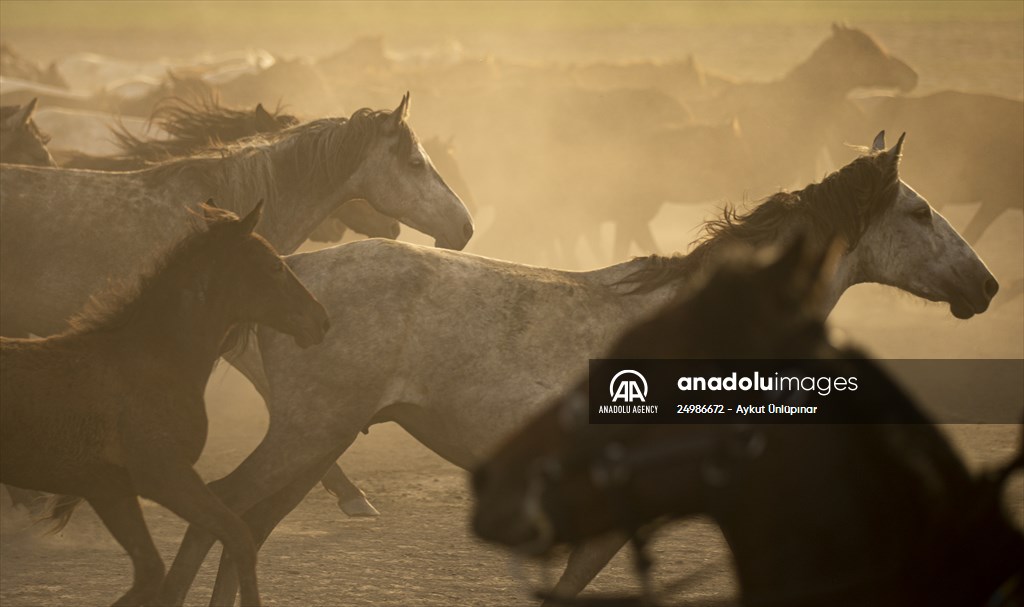 Wild horses in the foothills of Mount Erciyes​​​​​​​