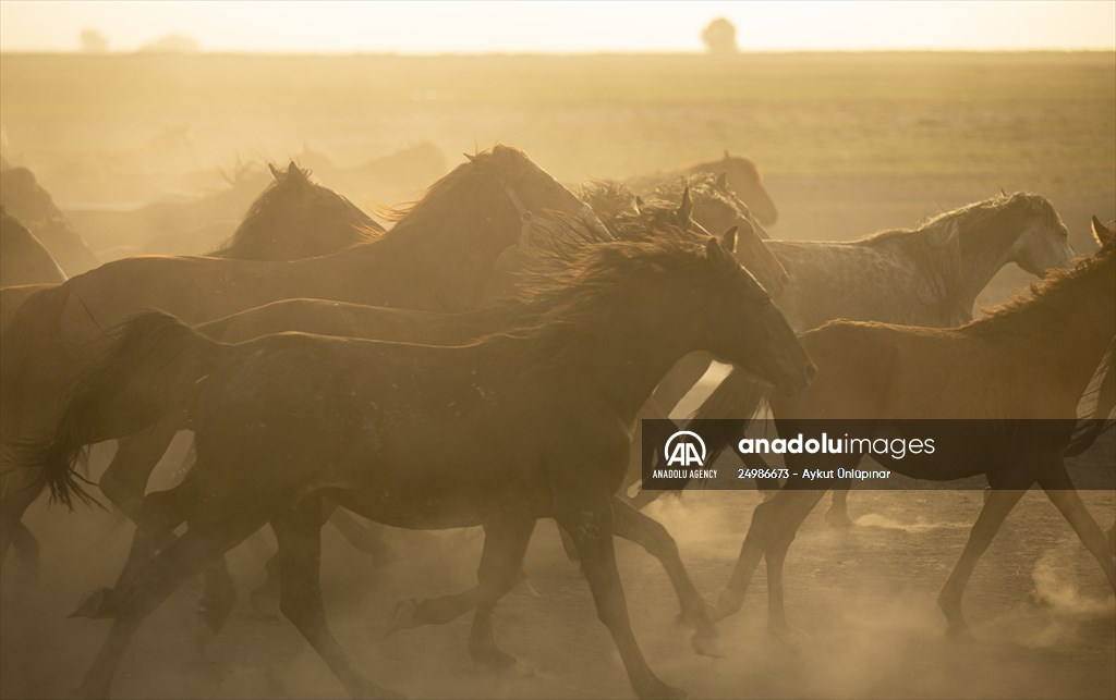 Wild horses in the foothills of Mount Erciyes​​​​​​​