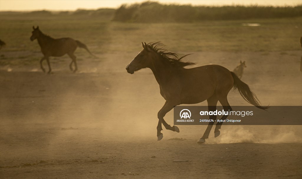 Wild horses in the foothills of Mount Erciyes​​​​​​​