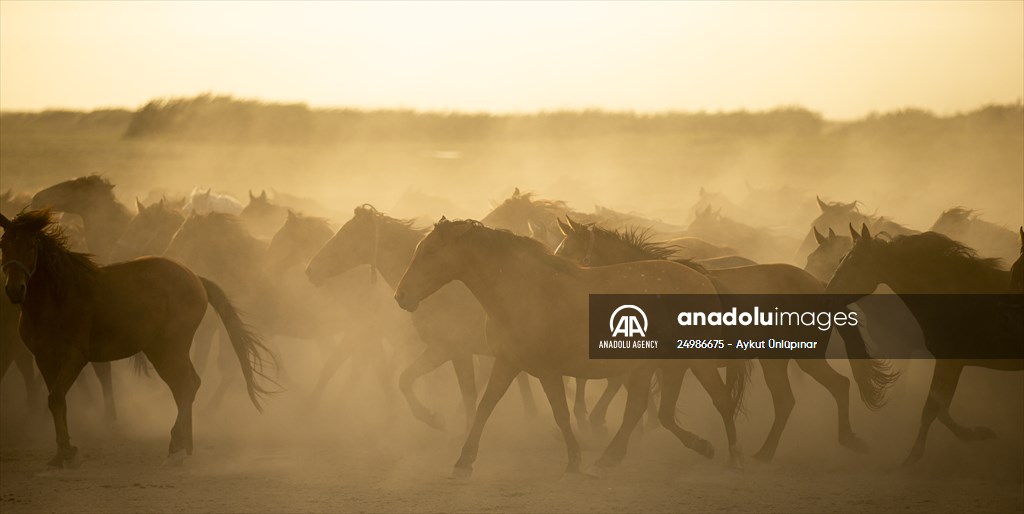 Wild horses in the foothills of Mount Erciyes​​​​​​​
