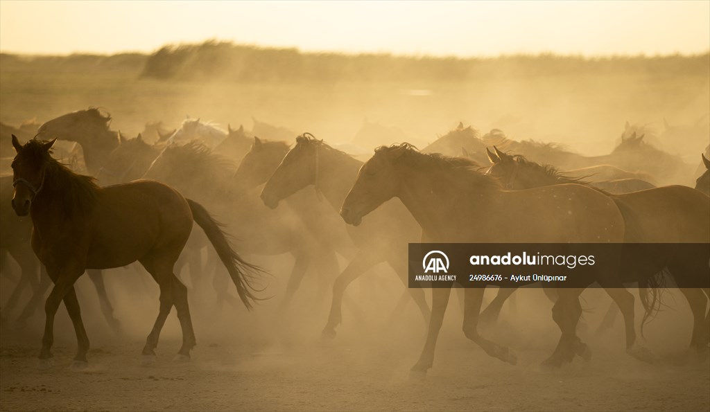 Wild horses in the foothills of Mount Erciyes​​​​​​​