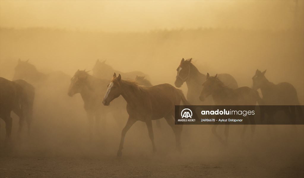 Wild horses in the foothills of Mount Erciyes​​​​​​​