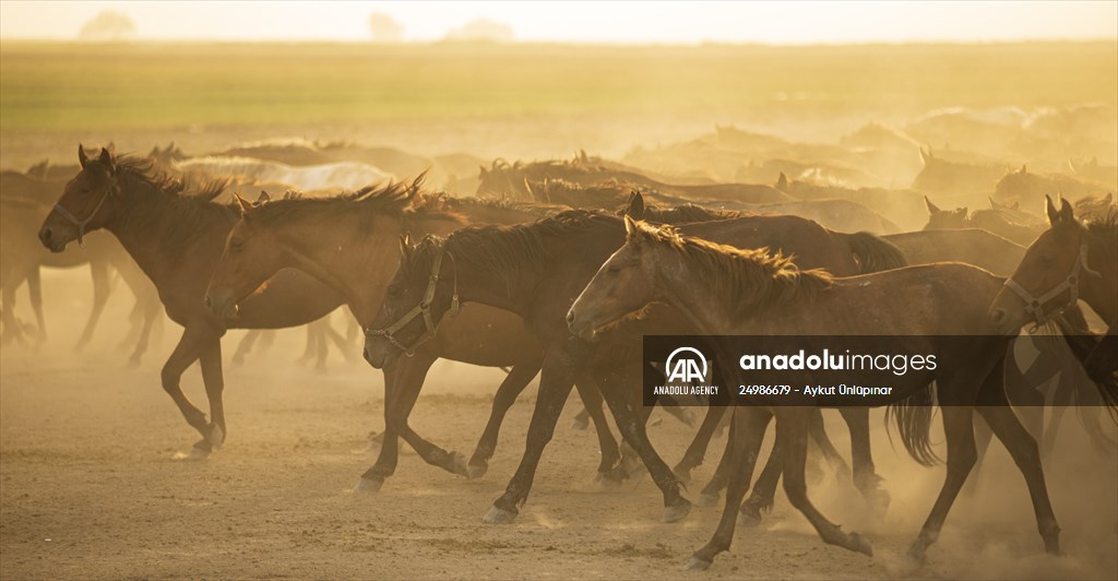 Wild horses in the foothills of Mount Erciyes​​​​​​​