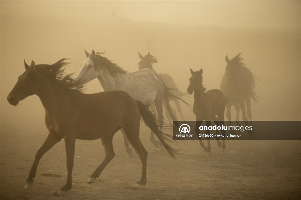Wild horses in the foothills of Mount Erciyes​​​​​​​