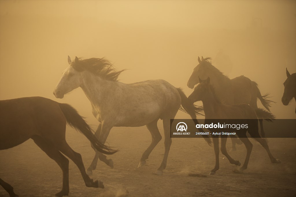 Wild horses in the foothills of Mount Erciyes​​​​​​​