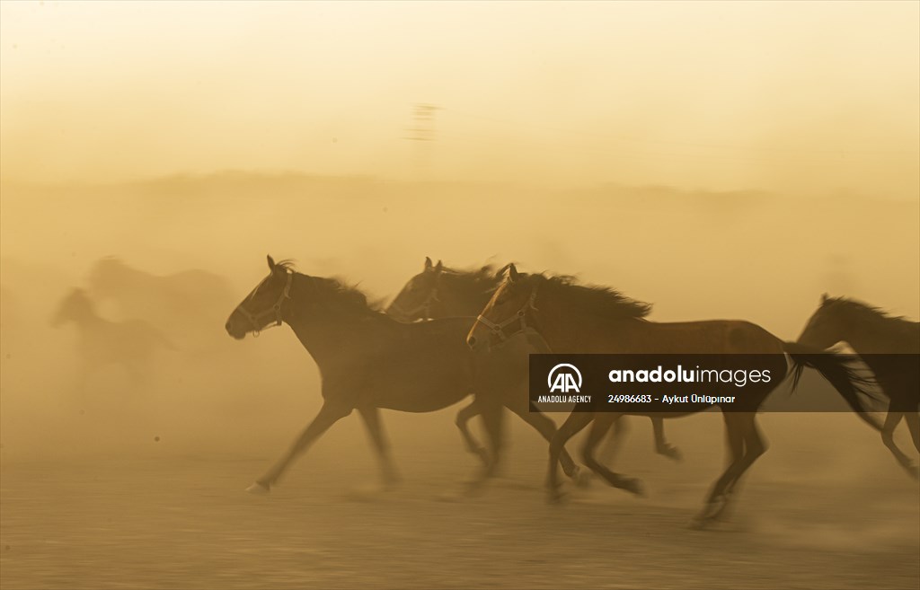 Wild horses in the foothills of Mount Erciyes​​​​​​​