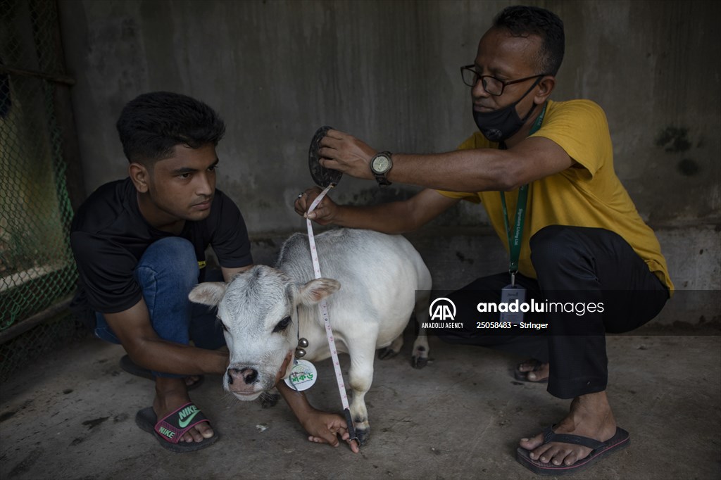 Dwarf Cow in Bangladesh