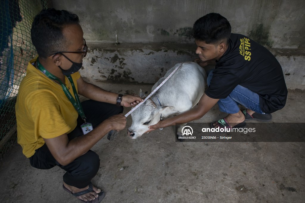 Dwarf Cow in Bangladesh