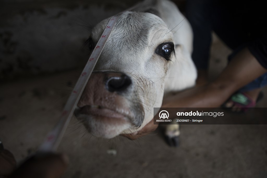 Dwarf Cow in Bangladesh
