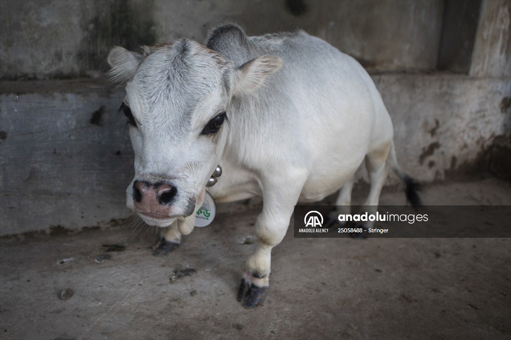 Dwarf Cow in Bangladesh