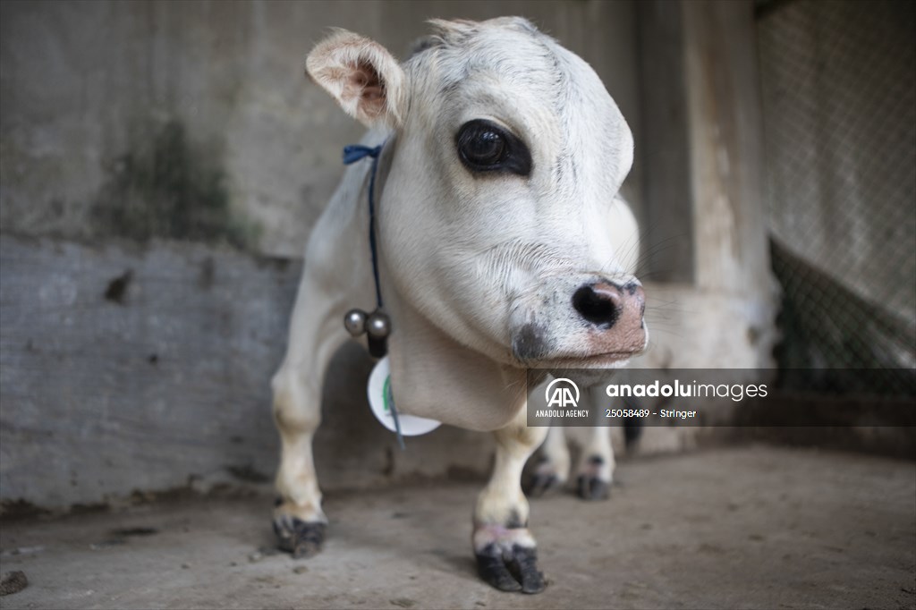 Dwarf Cow in Bangladesh