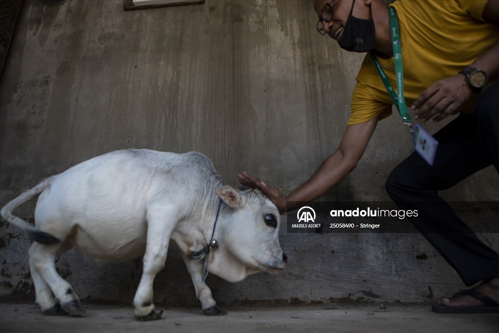 Dwarf Cow in Bangladesh