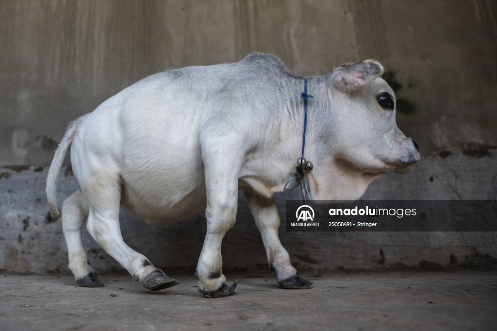 Dwarf Cow in Bangladesh