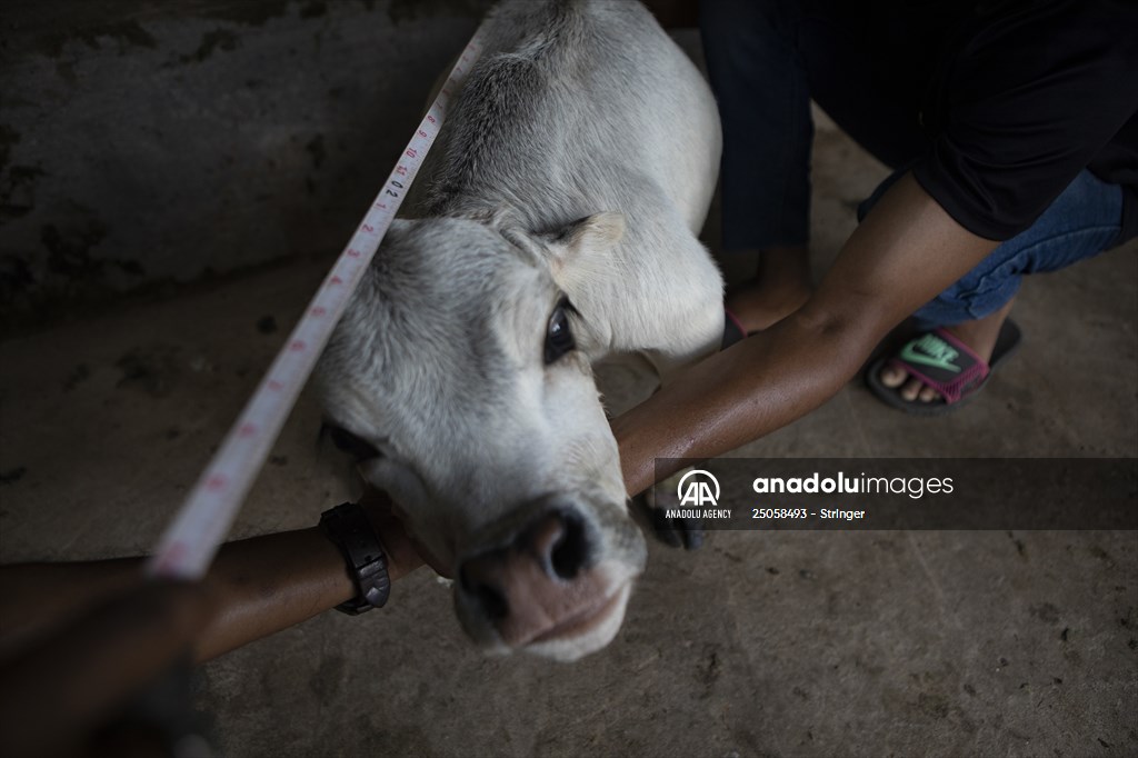 Dwarf Cow in Bangladesh
