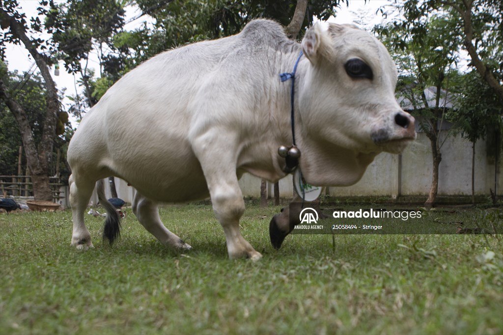 Dwarf Cow in Bangladesh