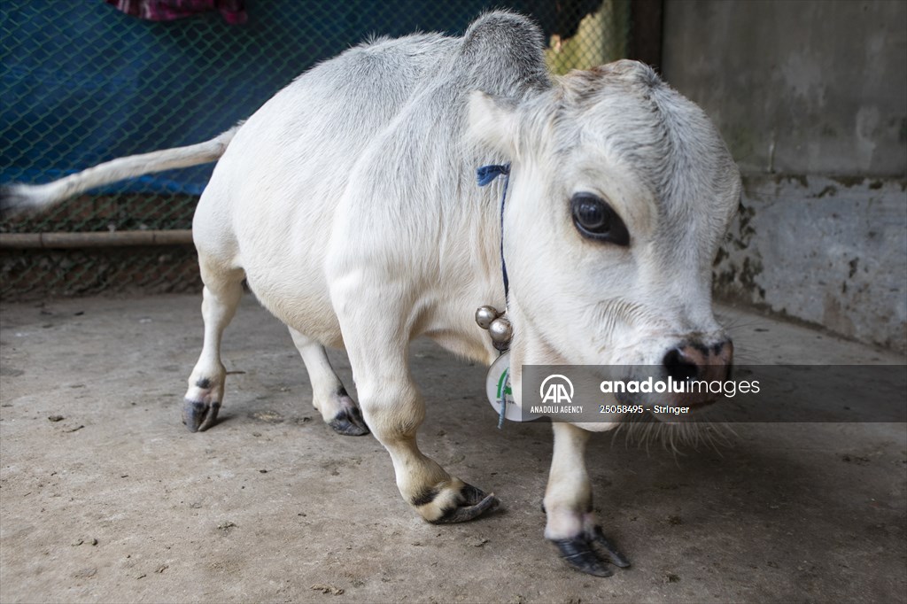 Dwarf Cow in Bangladesh