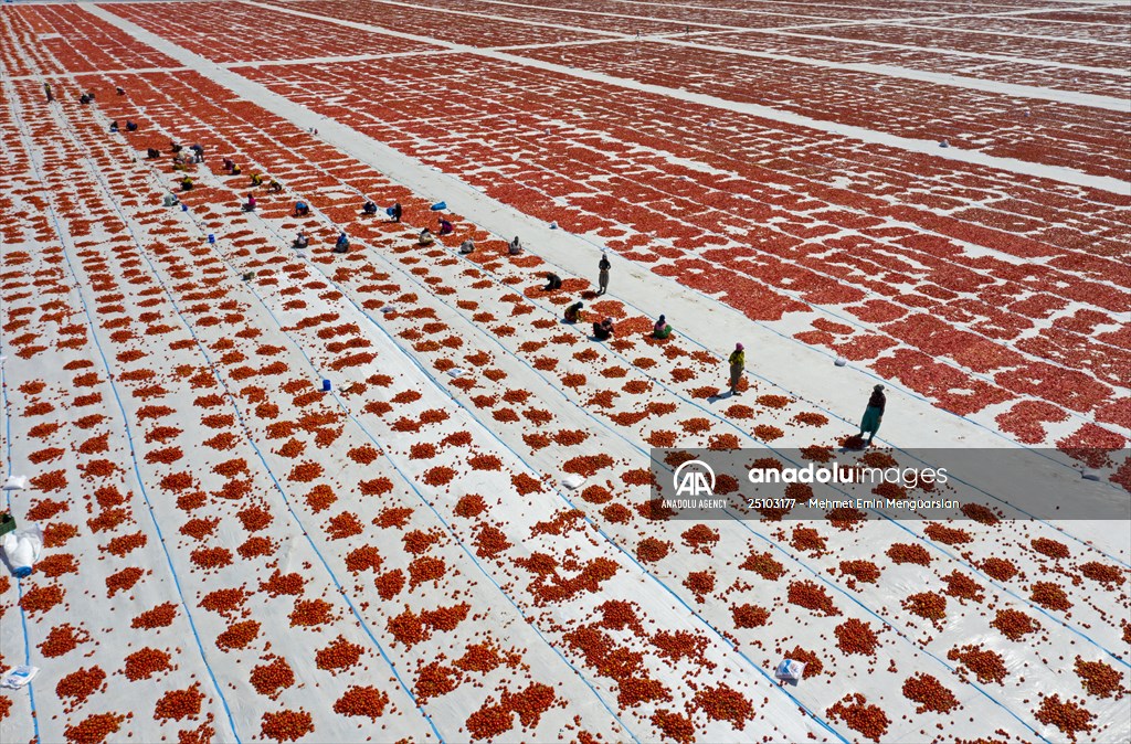 Sun-dried tomatoes in Turkey's Izmir