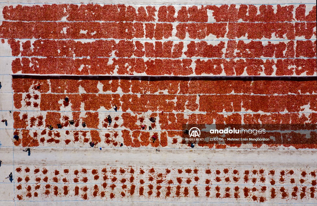 Sun-dried tomatoes in Turkey's Izmir