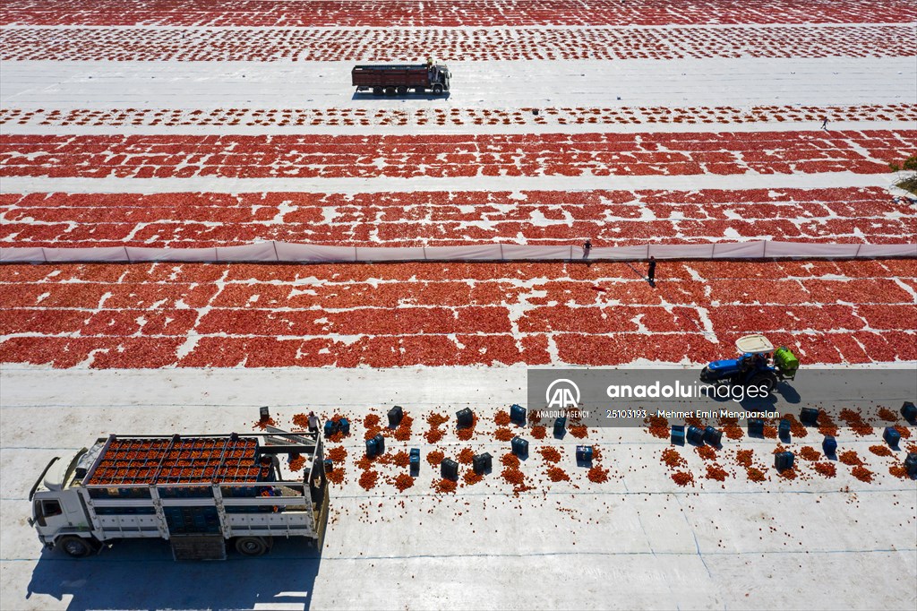 Sun-dried tomatoes in Turkey's Izmir