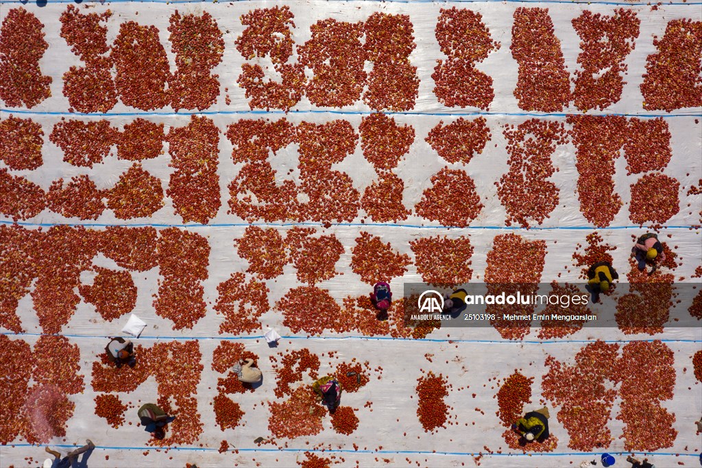 Sun-dried tomatoes in Turkey's Izmir