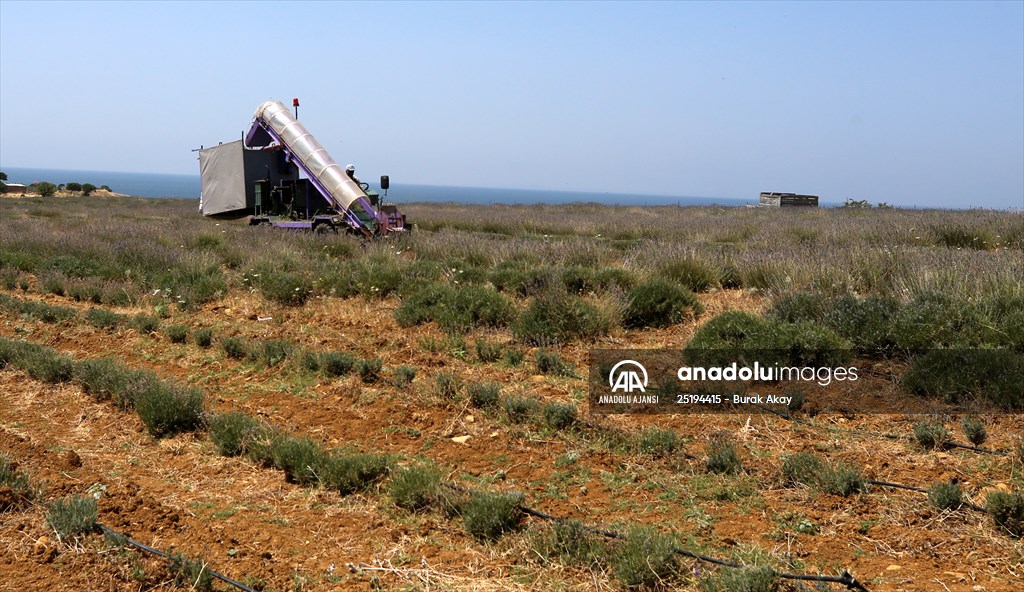 Lavanta hasadı için işçi bulmakta zorlanan hekim, hasat makinesi geliştirdi