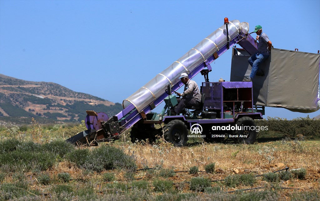 Lavanta hasadı için işçi bulmakta zorlanan hekim, hasat makinesi geliştirdi
