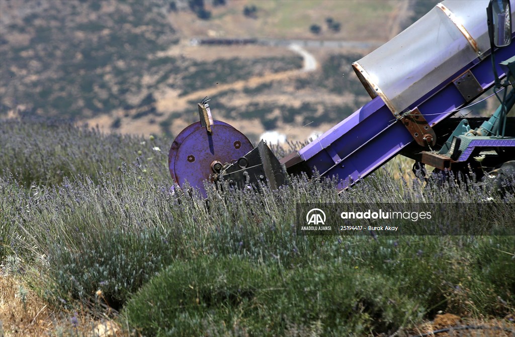 Lavanta hasadı için işçi bulmakta zorlanan hekim, hasat makinesi geliştirdi
