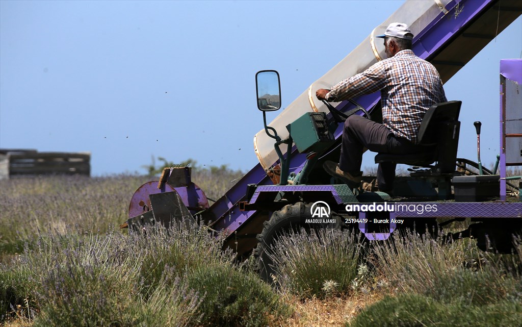 Lavanta hasadı için işçi bulmakta zorlanan hekim, hasat makinesi geliştirdi