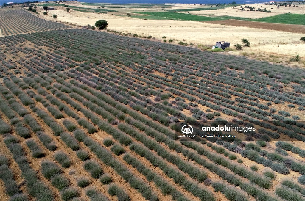 Lavanta hasadı için işçi bulmakta zorlanan hekim, hasat makinesi geliştirdi