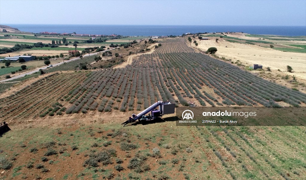 Lavanta hasadı için işçi bulmakta zorlanan hekim, hasat makinesi geliştirdi