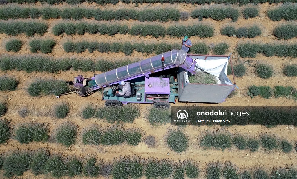 Lavanta hasadı için işçi bulmakta zorlanan hekim, hasat makinesi geliştirdi