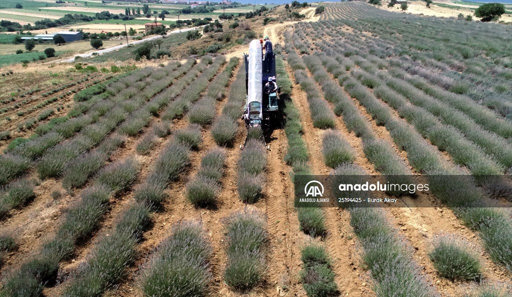 Lavanta hasadı için işçi bulmakta zorlanan hekim, hasat makinesi geliştirdi