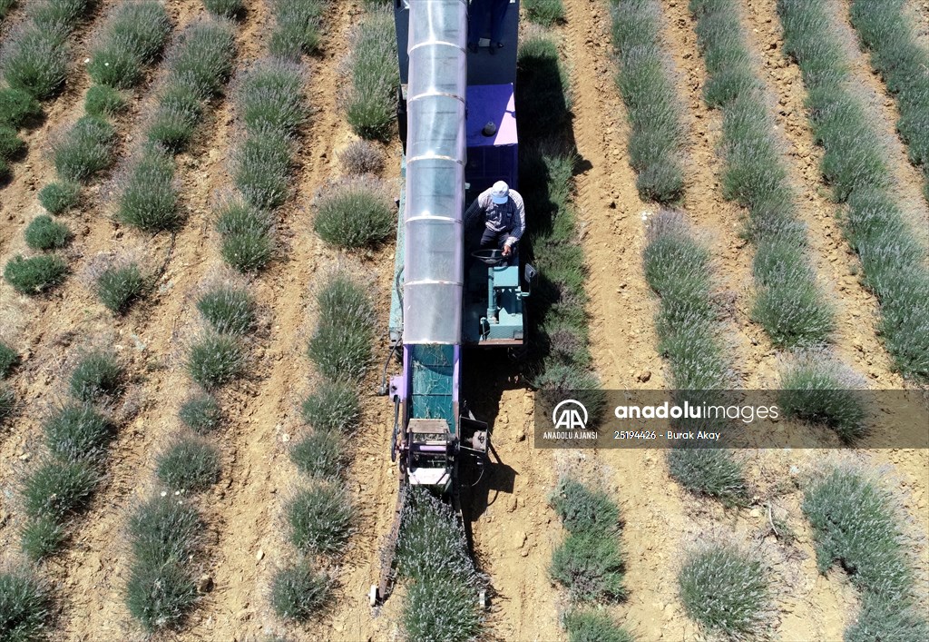 Lavanta hasadı için işçi bulmakta zorlanan hekim, hasat makinesi geliştirdi
