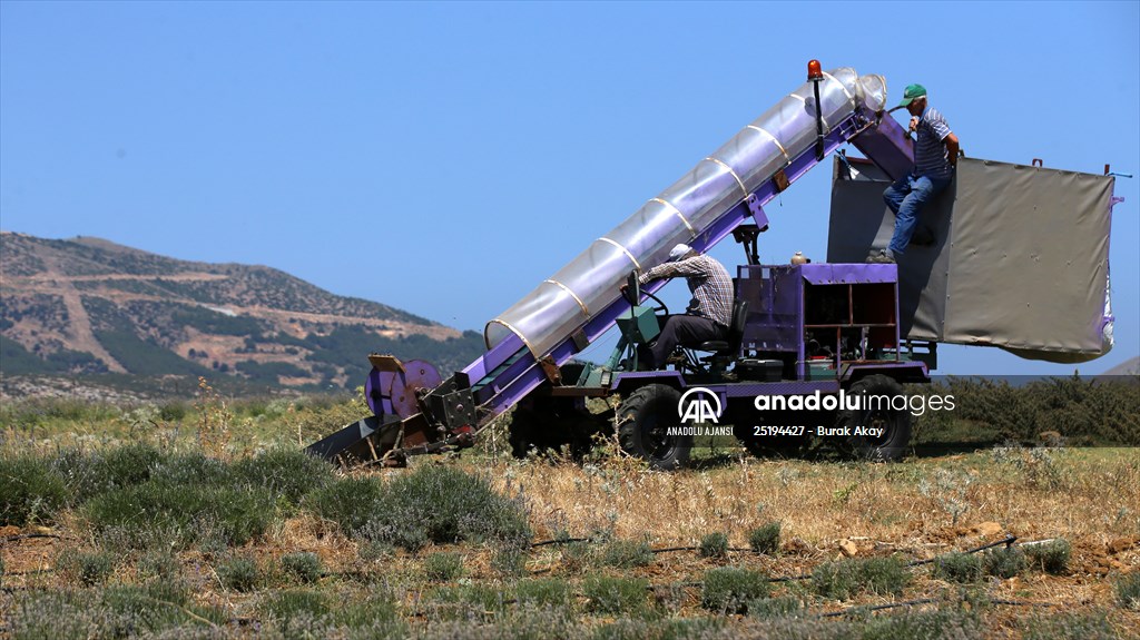 Lavanta hasadı için işçi bulmakta zorlanan hekim, hasat makinesi geliştirdi