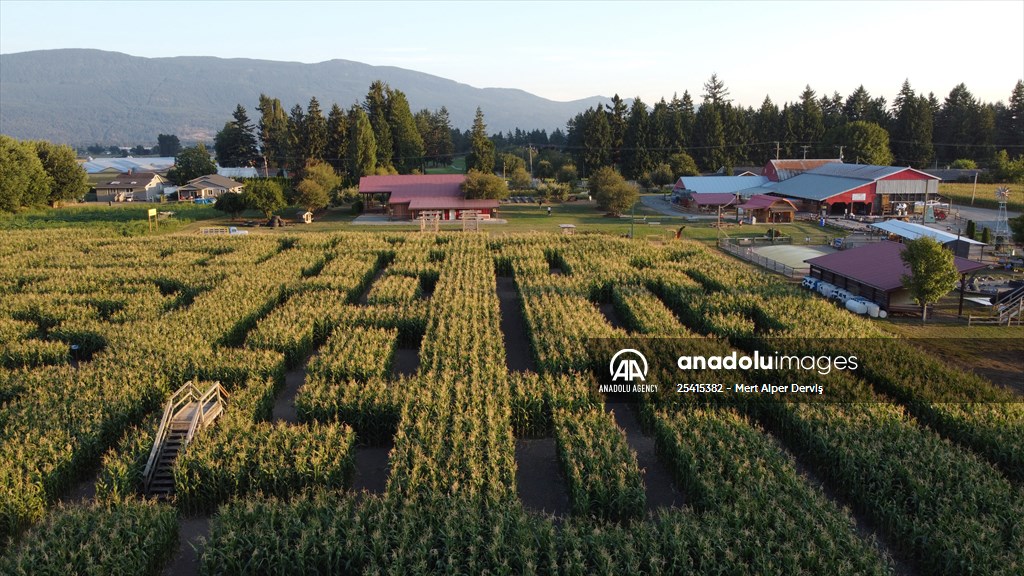 Chilliwack Corn Maze Anadolu Images