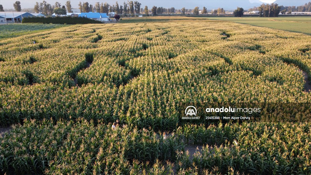 Chilliwack Corn Maze Anadolu Images