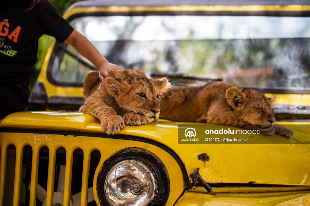 Lion Park in Turkish capital Ankara