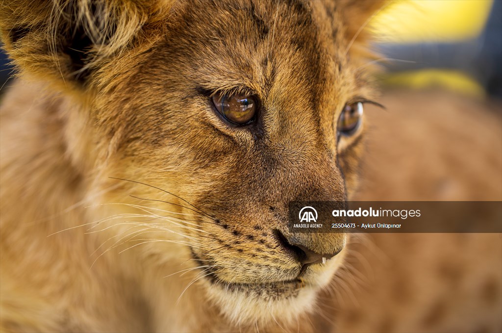 Lion Park in Turkish capital Ankara