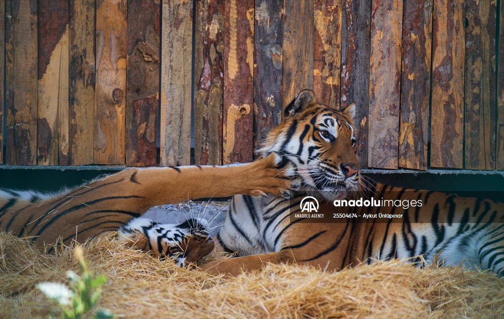 Lion Park in Turkish capital Ankara