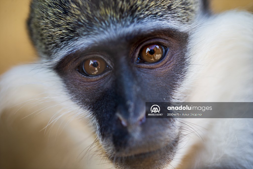 Lion Park in Turkish capital Ankara