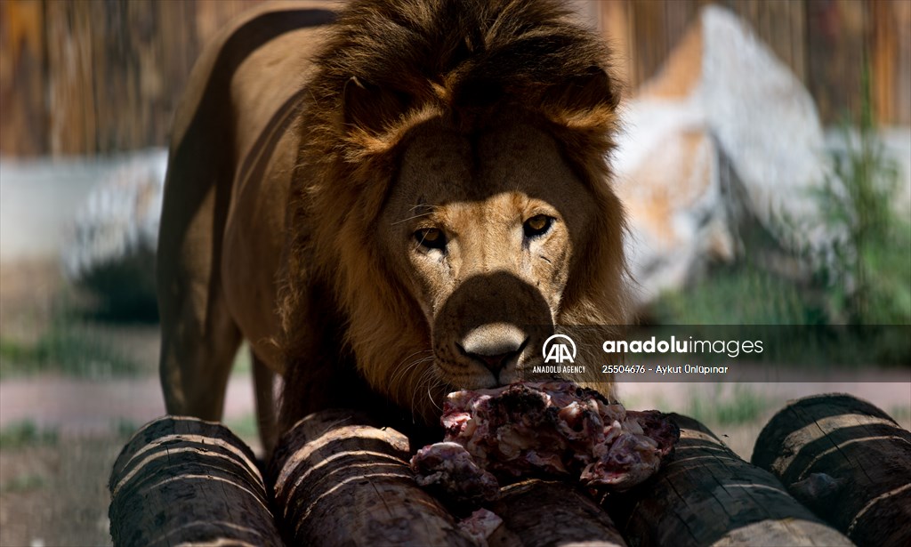 Lion Park in Turkish capital Ankara