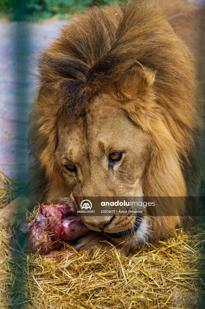 Lion Park in Turkish capital Ankara