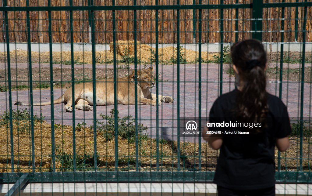 Lion Park in Turkish capital Ankara