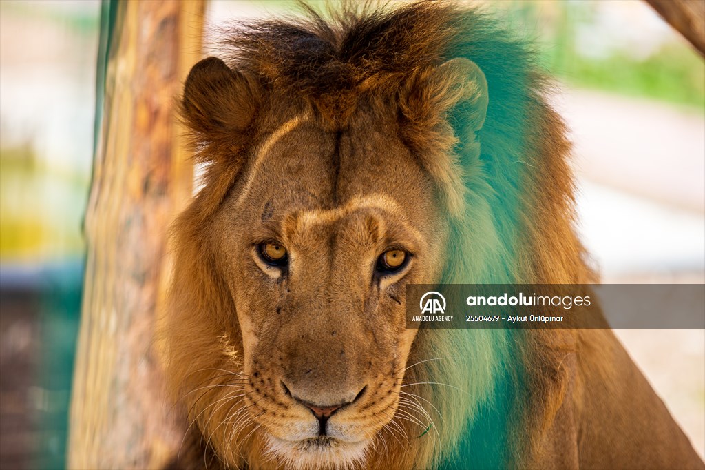 Lion Park in Turkish capital Ankara