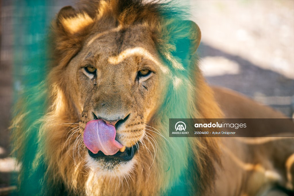 Lion Park in Turkish capital Ankara