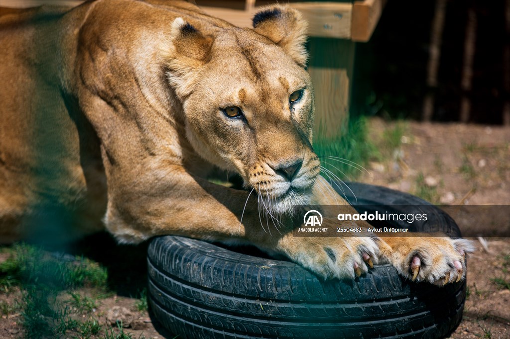 Lion Park in Turkish capital Ankara