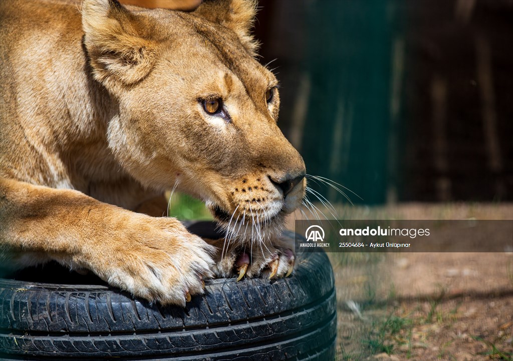 Lion Park in Turkish capital Ankara