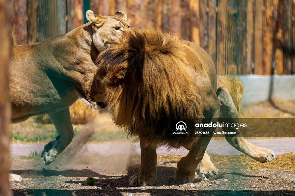 Lion Park in Turkish capital Ankara