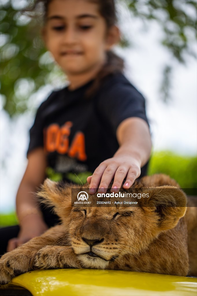 Lion Park in Turkish capital Ankara